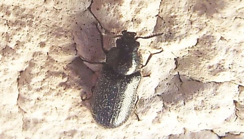 Aplocnemus sp., femmina  (Dasytidae)