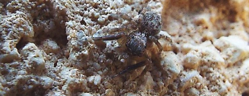 Pseudeuophrys vafra, maschio  -  Cavi di Lavagna (GE)