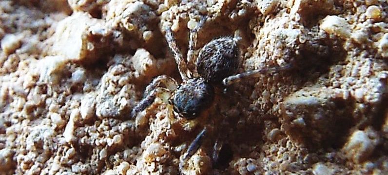 Pseudeuophrys vafra, maschio  -  Cavi di Lavagna (GE)