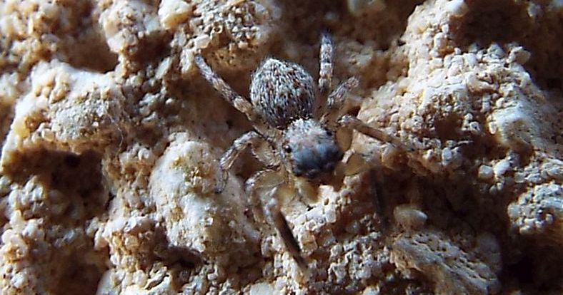 Pseudeuophrys vafra, maschio  -  Cavi di Lavagna (GE)