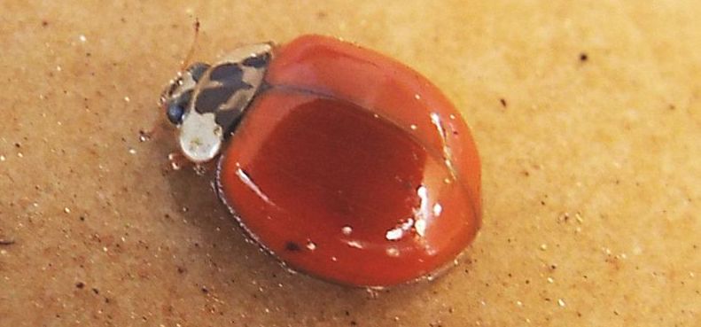 Coccinellidae: Harmonia axyridis, maschio