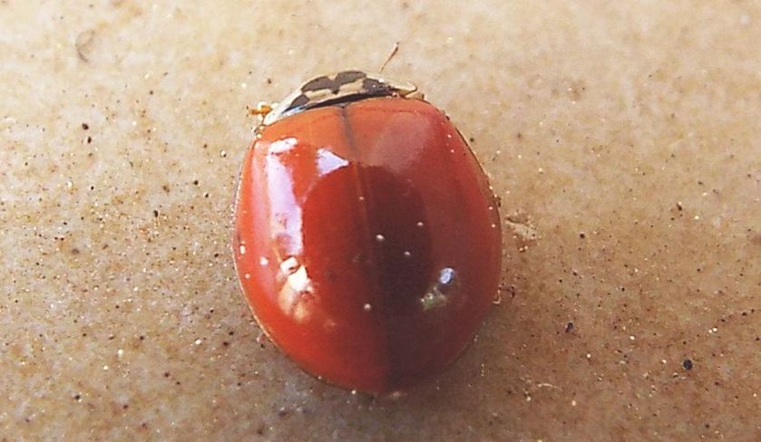 Coccinellidae: Harmonia axyridis, maschio