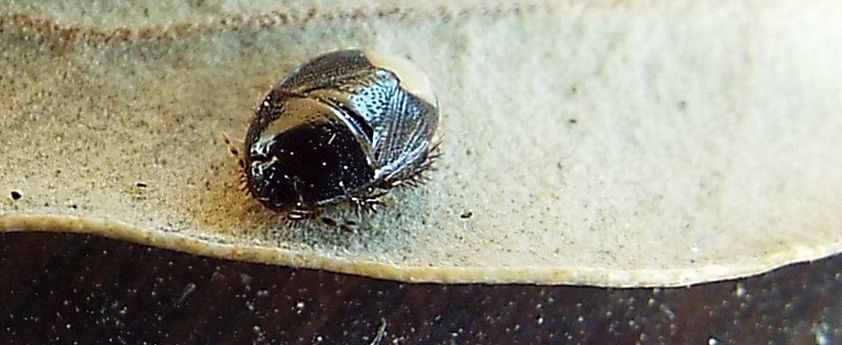 Cydnidae: Microporus nigrita