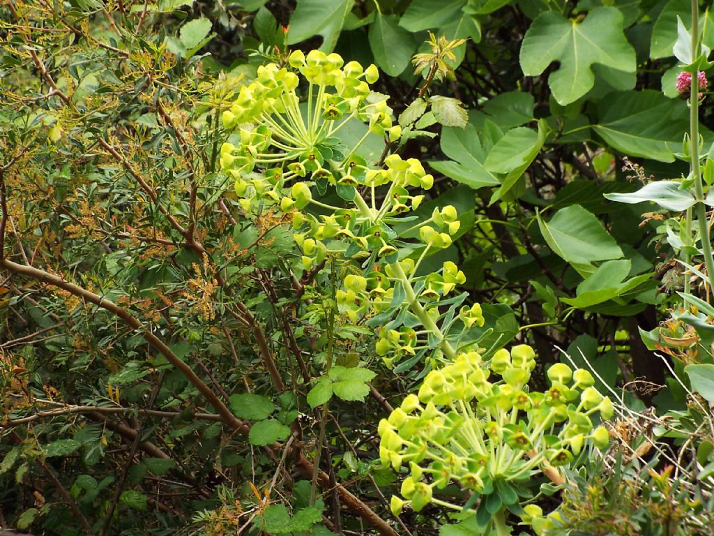 Euphorbia characias