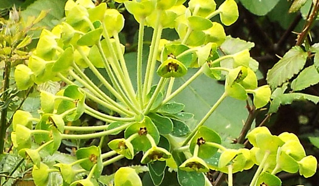 Euphorbia characias