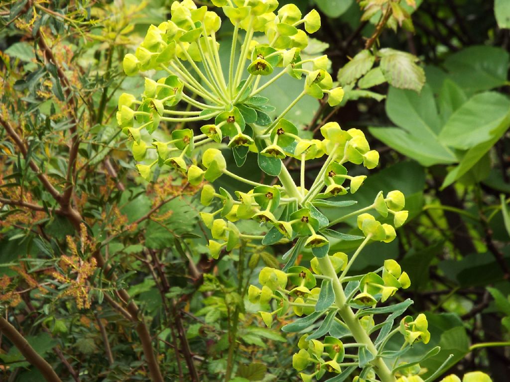 Euphorbia characias