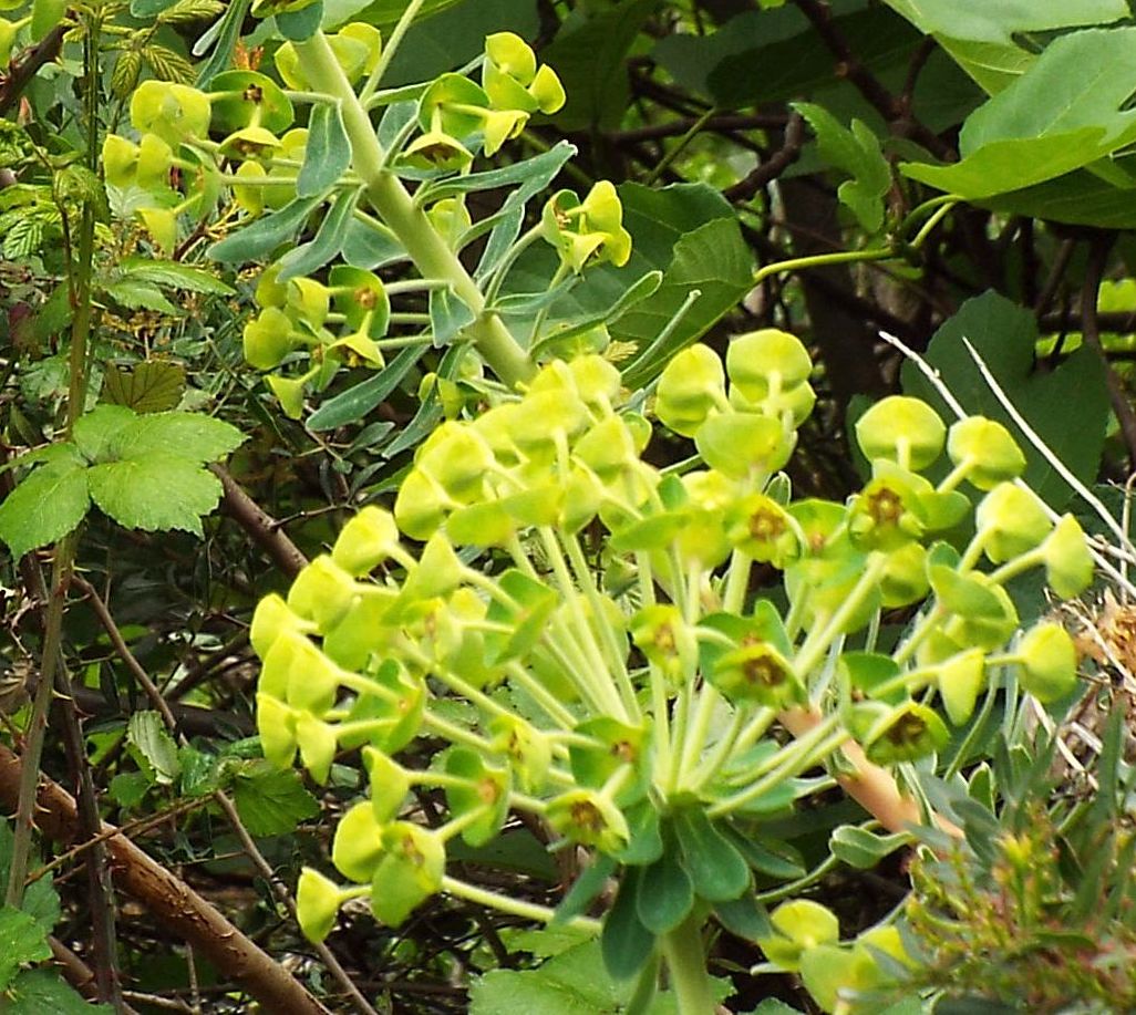 Euphorbia characias