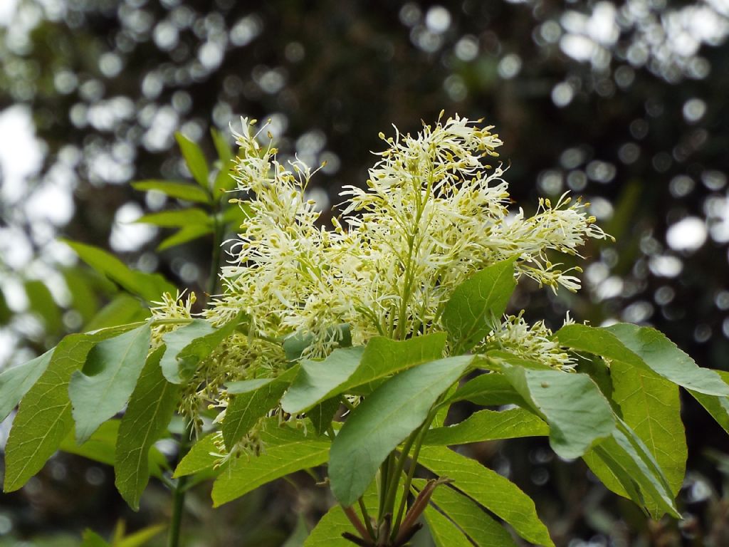 Fraxinus ornus (Orniello) ?  S !