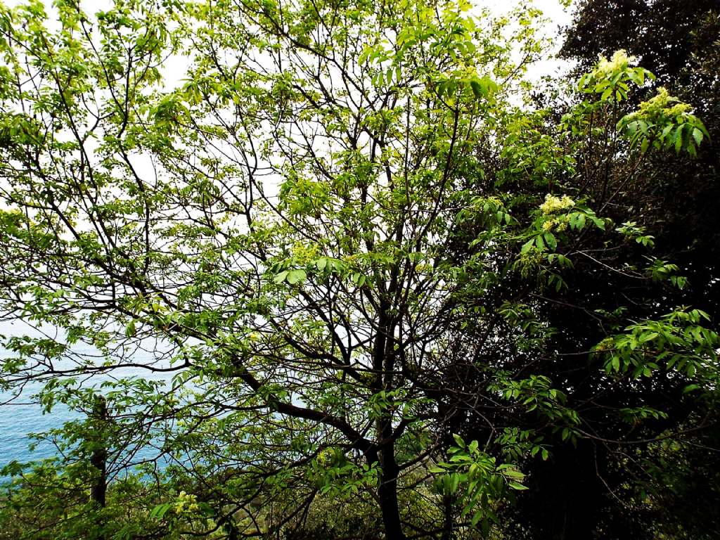 Fraxinus ornus (Orniello) ?  S !