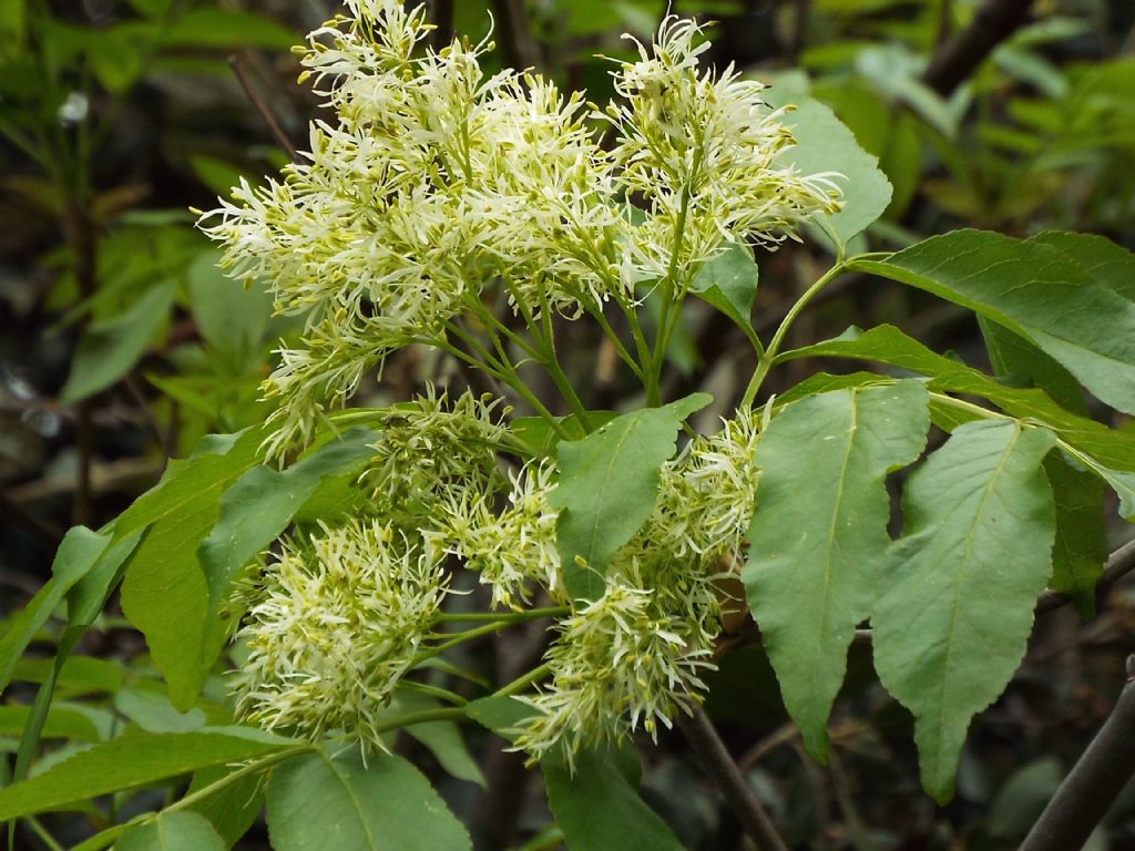 Fraxinus ornus (Orniello) ?  S !