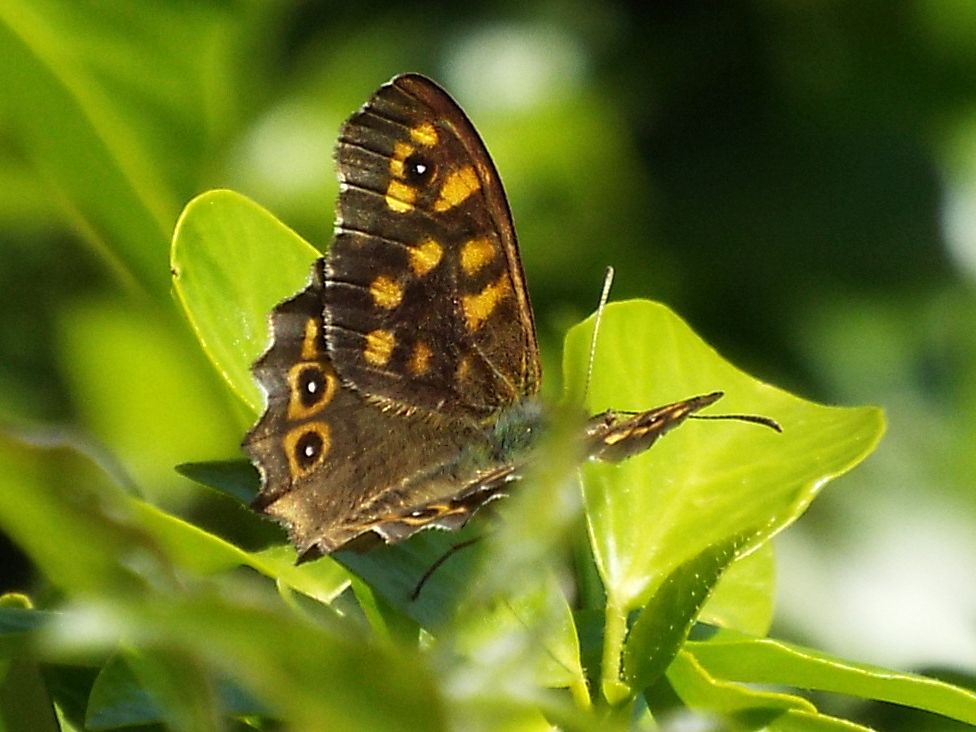 Pararge aegeria, maschio (Nymphalidae Satyrinae)