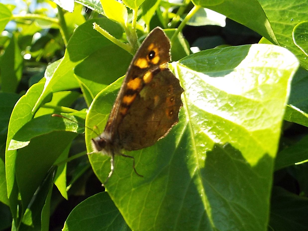 Pararge aegeria, maschio (Nymphalidae Satyrinae)