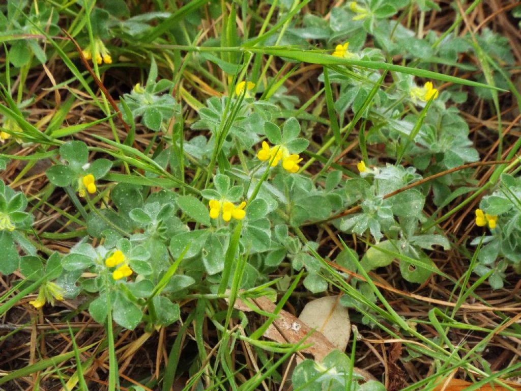 Fabaceae:  Lotus ornithopodioides