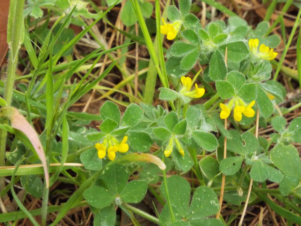 Fabaceae:  Lotus ornithopodioides