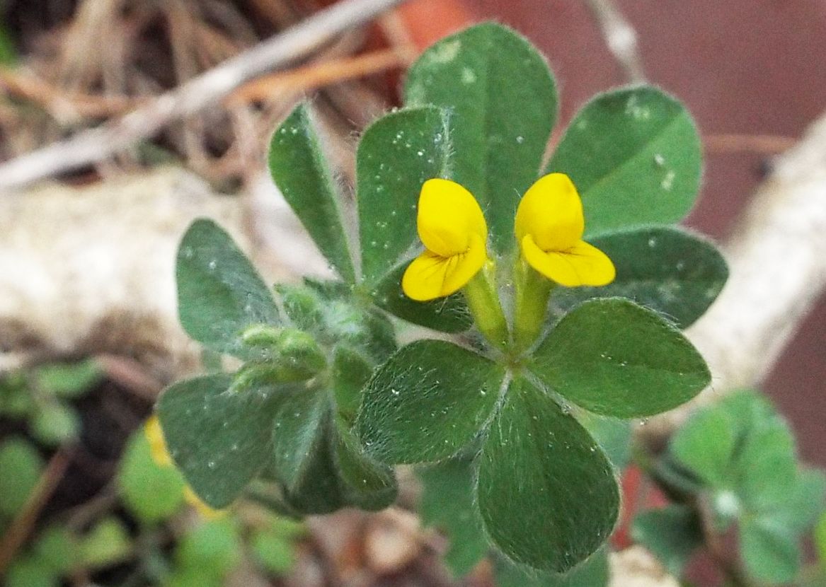 Fabaceae:  Lotus ornithopodioides