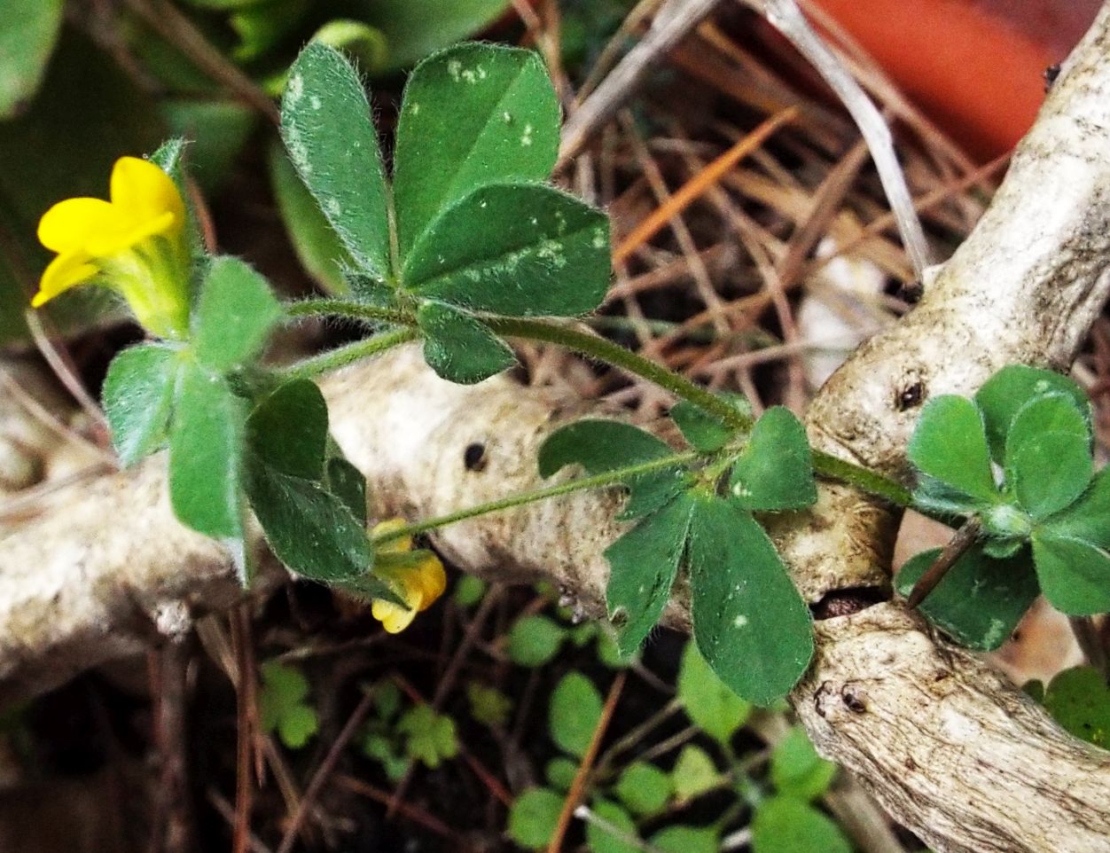 Fabaceae:  Lotus ornithopodioides