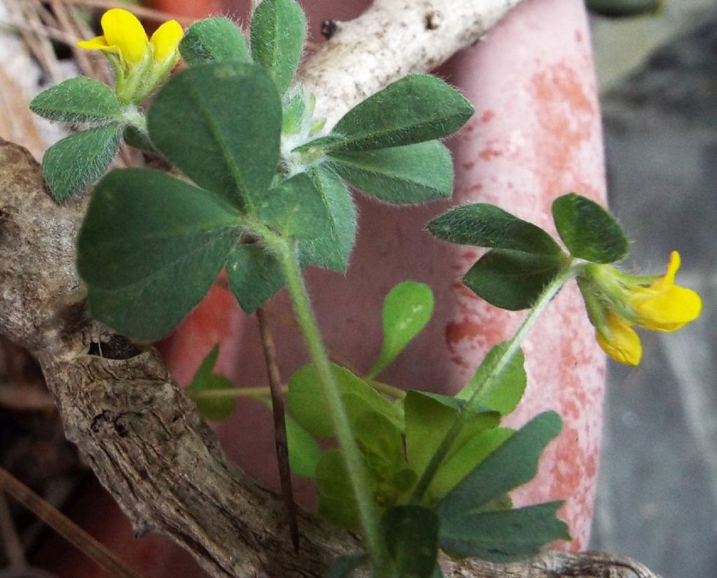 Fabaceae:  Lotus ornithopodioides