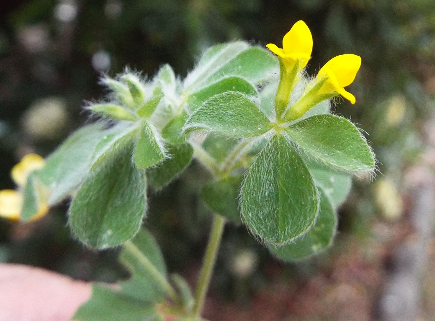 Fabaceae:  Lotus ornithopodioides