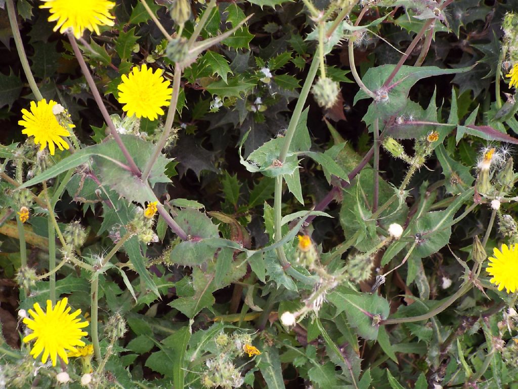 Sonchus oleraceus / Grespino comune