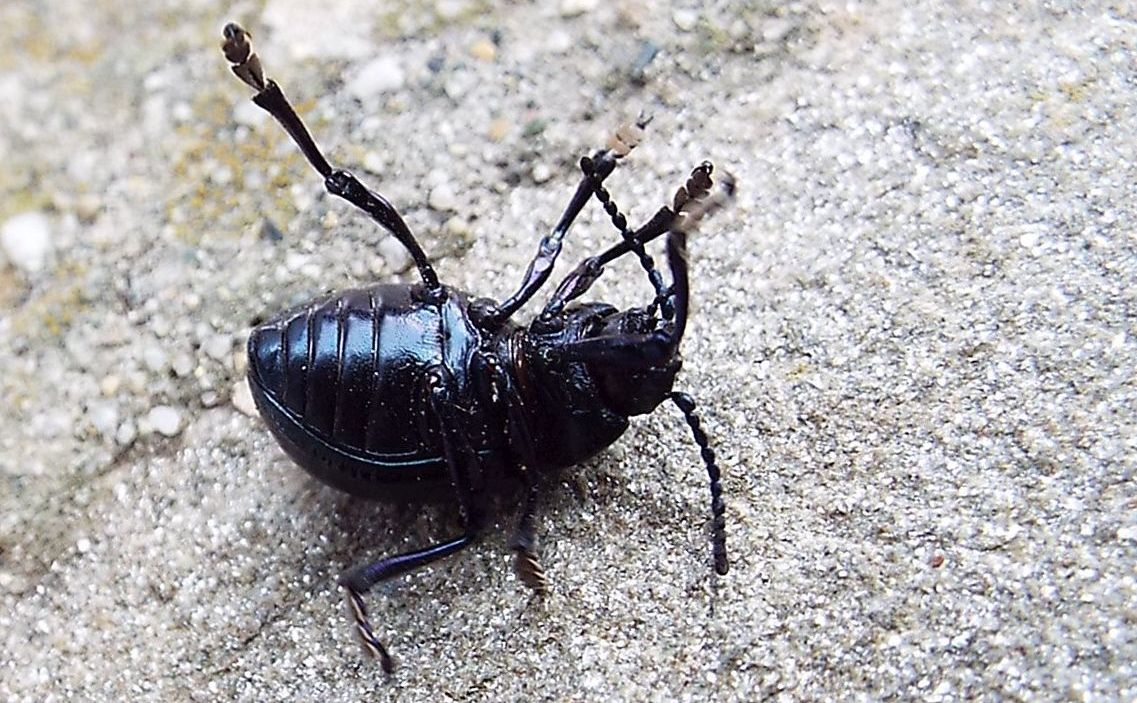 Chrysomelidae: Timarcha cfr. nicaeensis, femmina