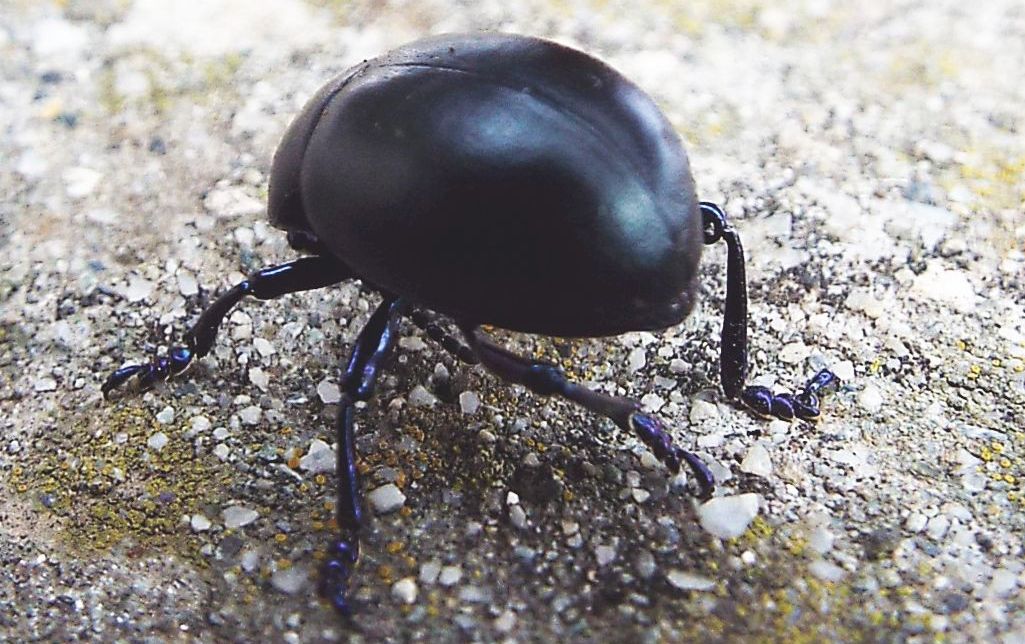 Chrysomelidae: Timarcha cfr. nicaeensis, femmina