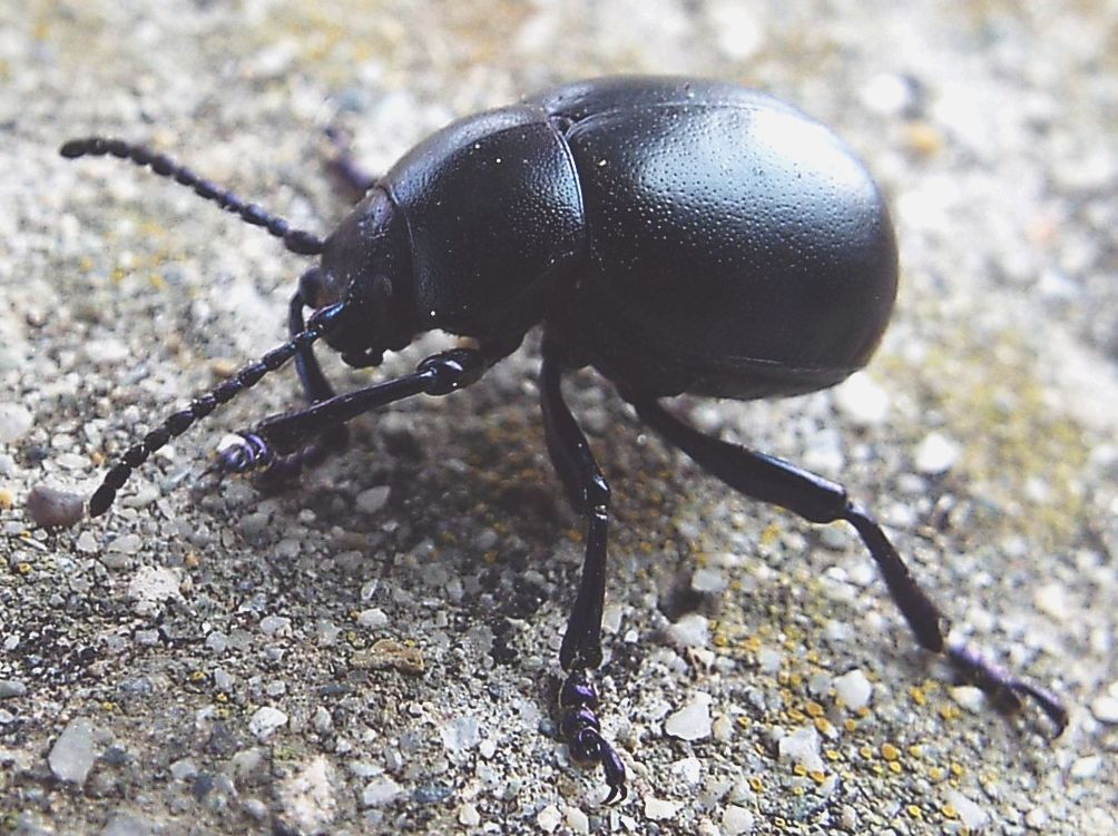 Chrysomelidae: Timarcha cfr. nicaeensis, femmina