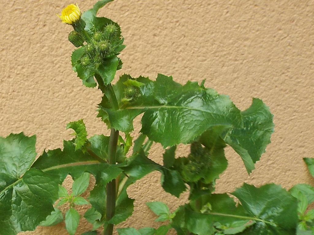 Sonchus oleraceus / Grespino comune