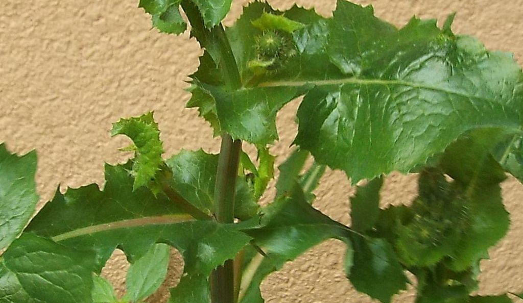 Sonchus oleraceus / Grespino comune