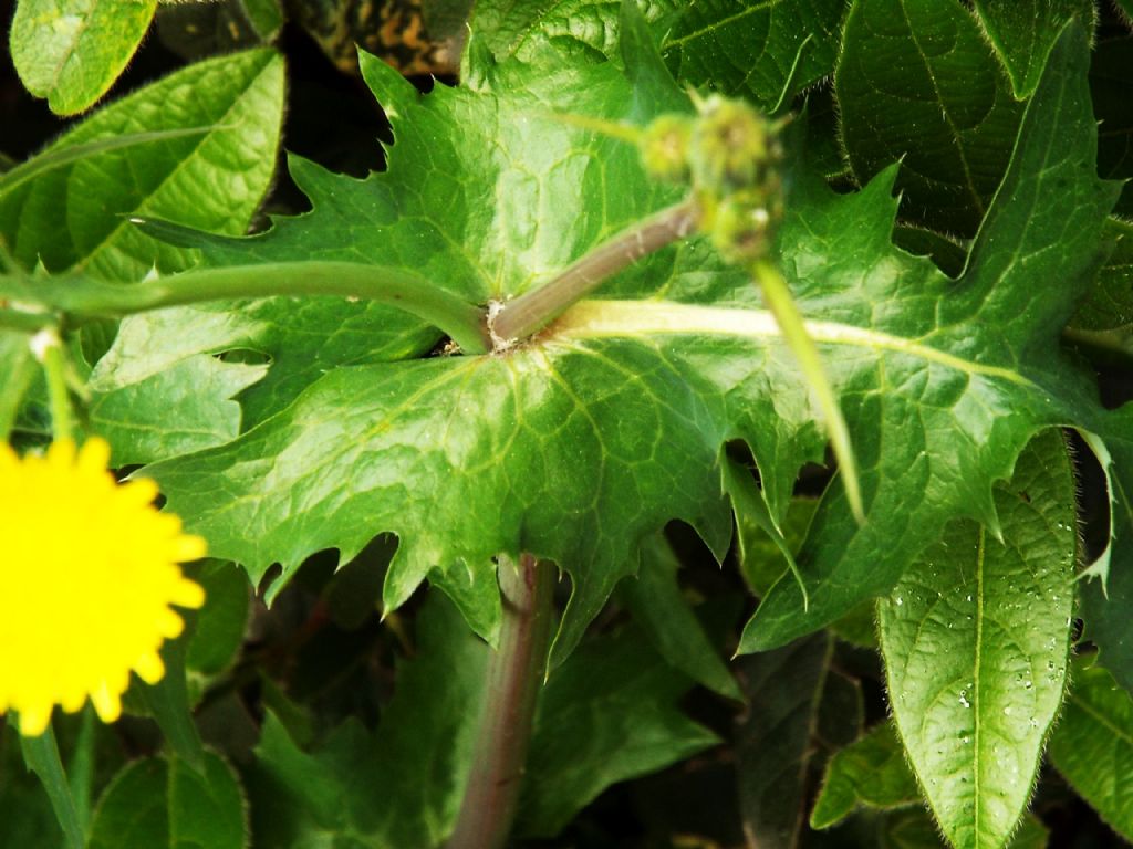 Sonchus oleraceus / Grespino comune