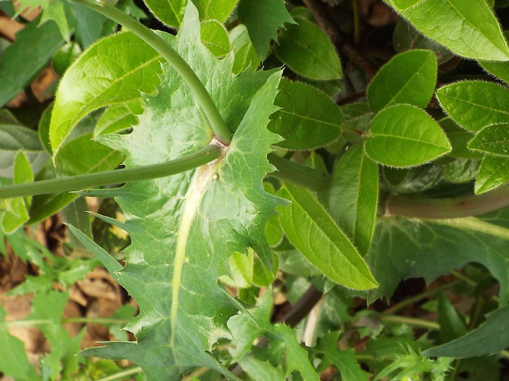 Sonchus oleraceus / Grespino comune