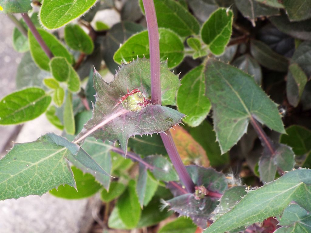 Sonchus oleraceus / Grespino comune