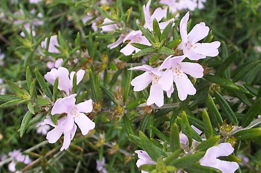 Westringia fruticosa (Lamiaceae)