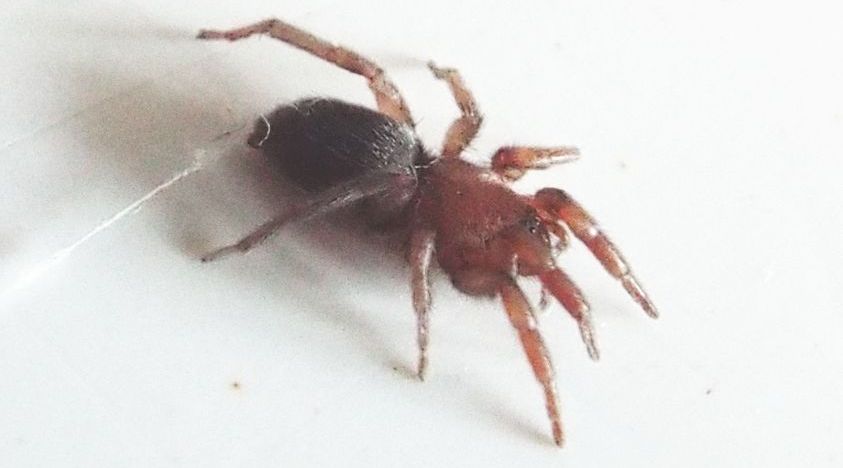 Gnaphosidae? S, Scotophaeus sp. - Cavi di Lavagna (GE)