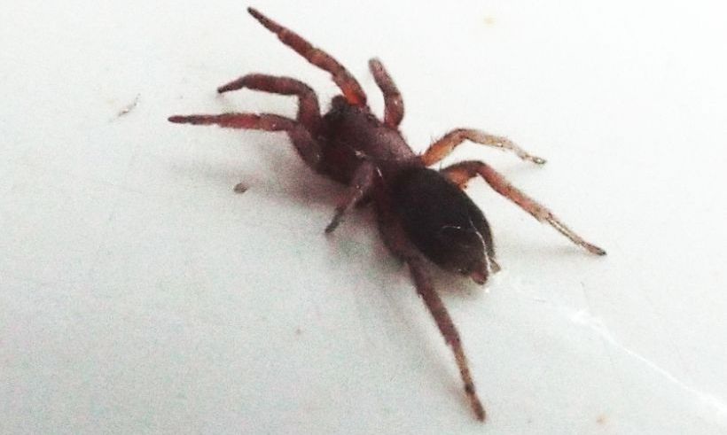 Gnaphosidae? S, Scotophaeus sp. - Cavi di Lavagna (GE)