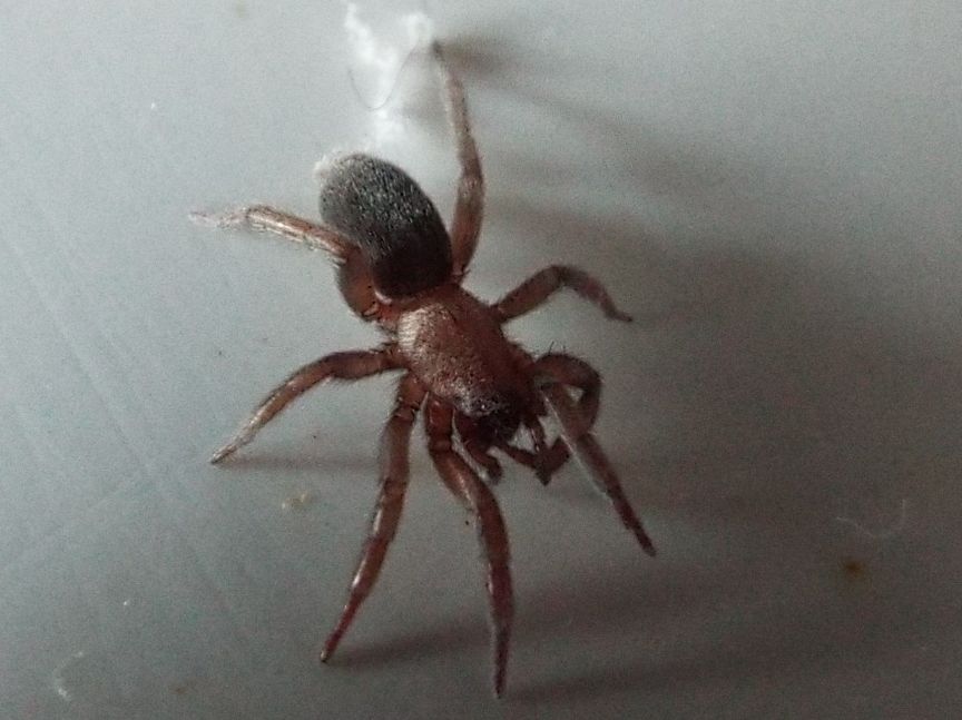 Gnaphosidae? S, Scotophaeus sp. - Cavi di Lavagna (GE)