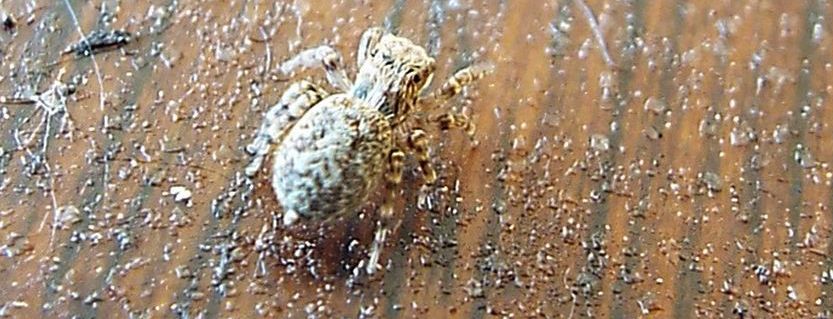 Pseudeuophrys sp.  Cavi di Lavagna (GE)