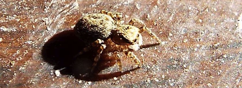 Pseudeuophrys sp.  Cavi di Lavagna (GE)