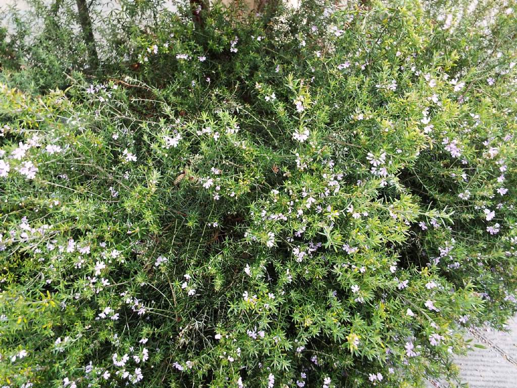 Westringia fruticosa (Lamiaceae)