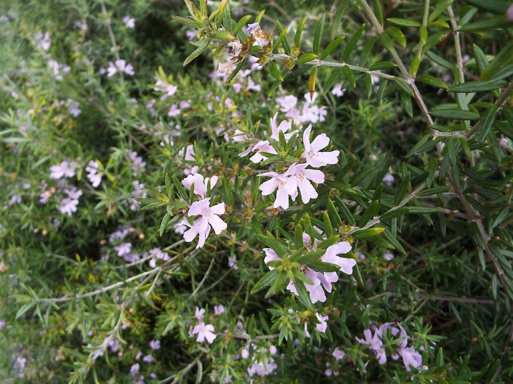 Westringia fruticosa (Lamiaceae)