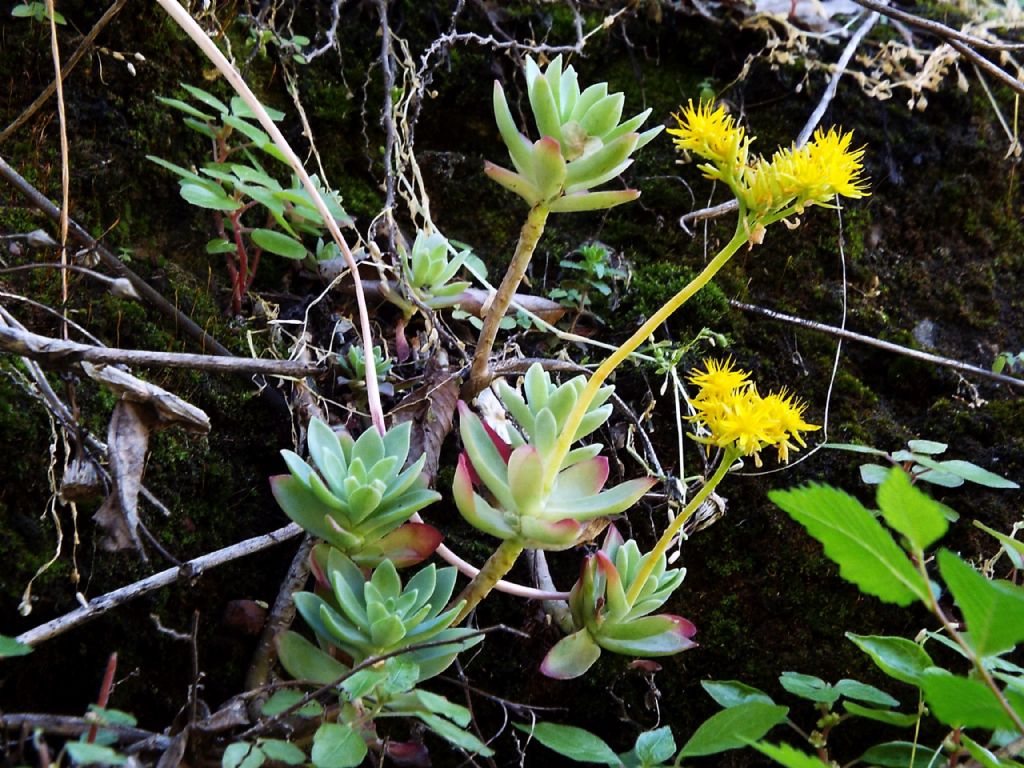 Sedum palmeri (Crassulaceae)