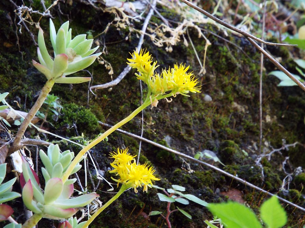 Sedum palmeri (Crassulaceae)