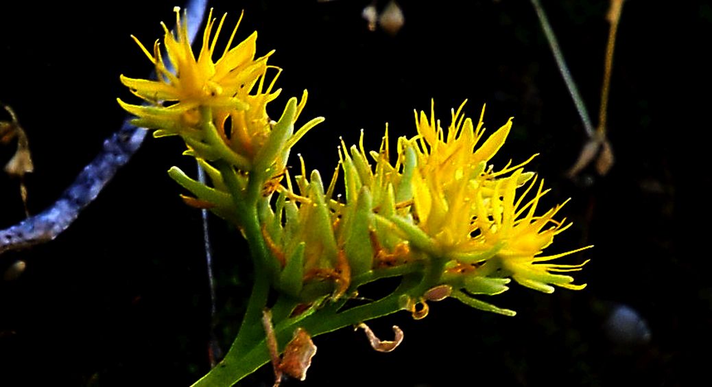 Sedum palmeri (Crassulaceae)