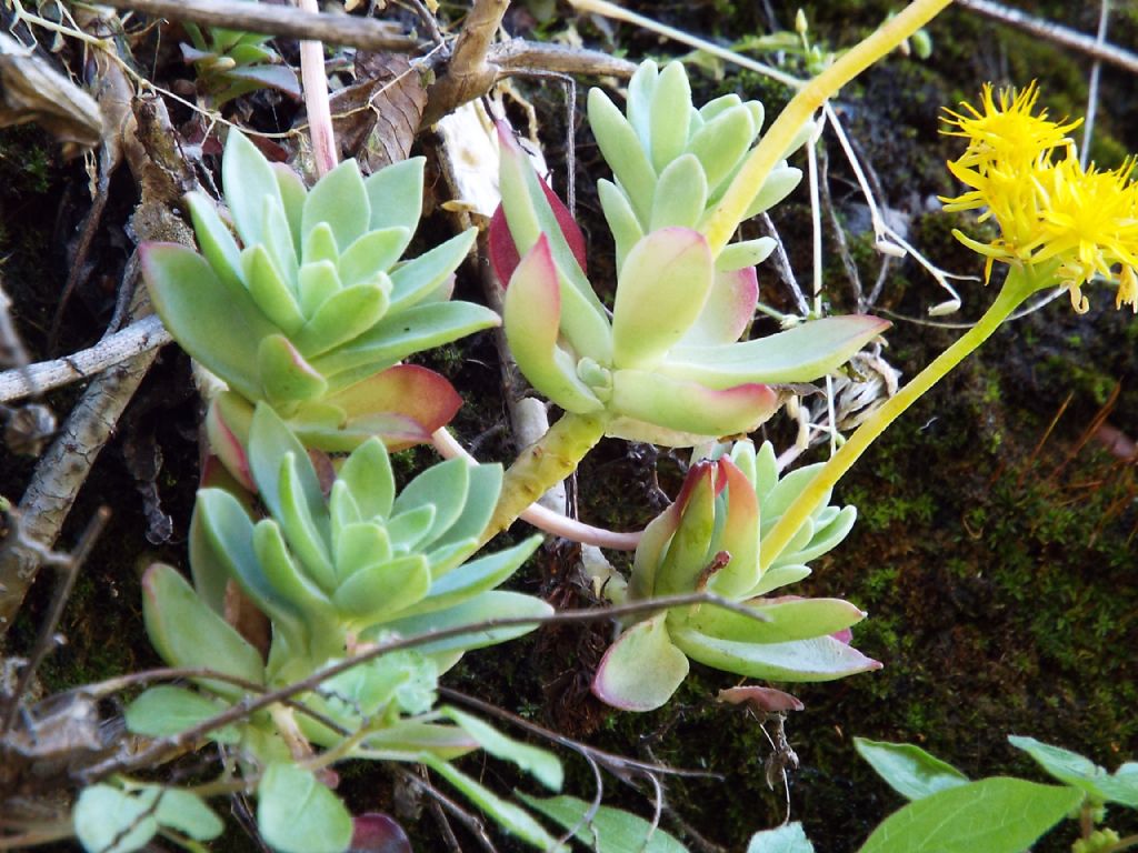 Sedum palmeri (Crassulaceae)