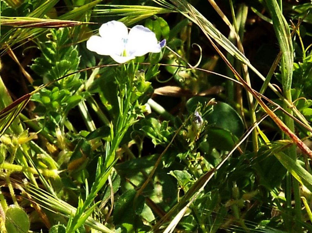 Linum bienne