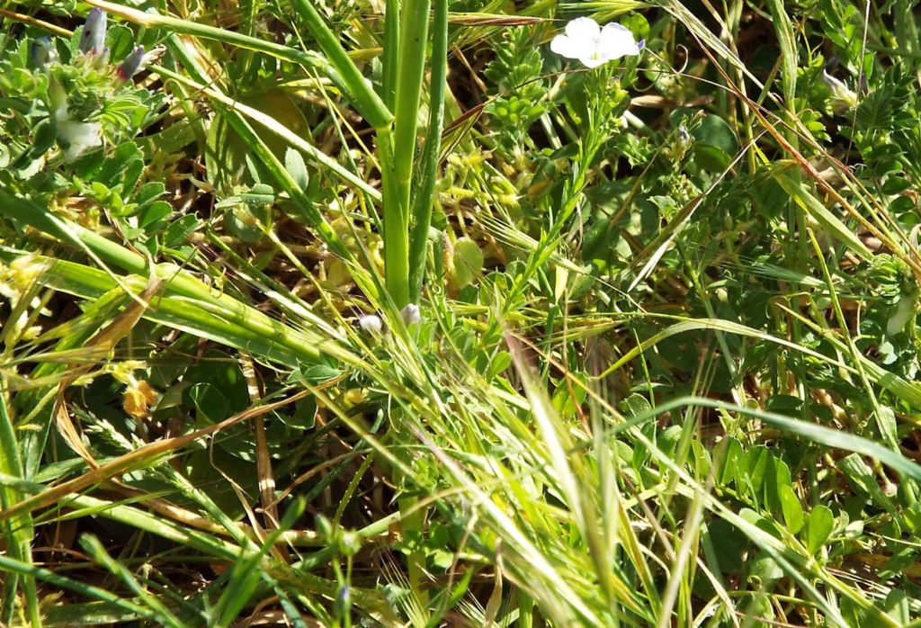 Linum bienne