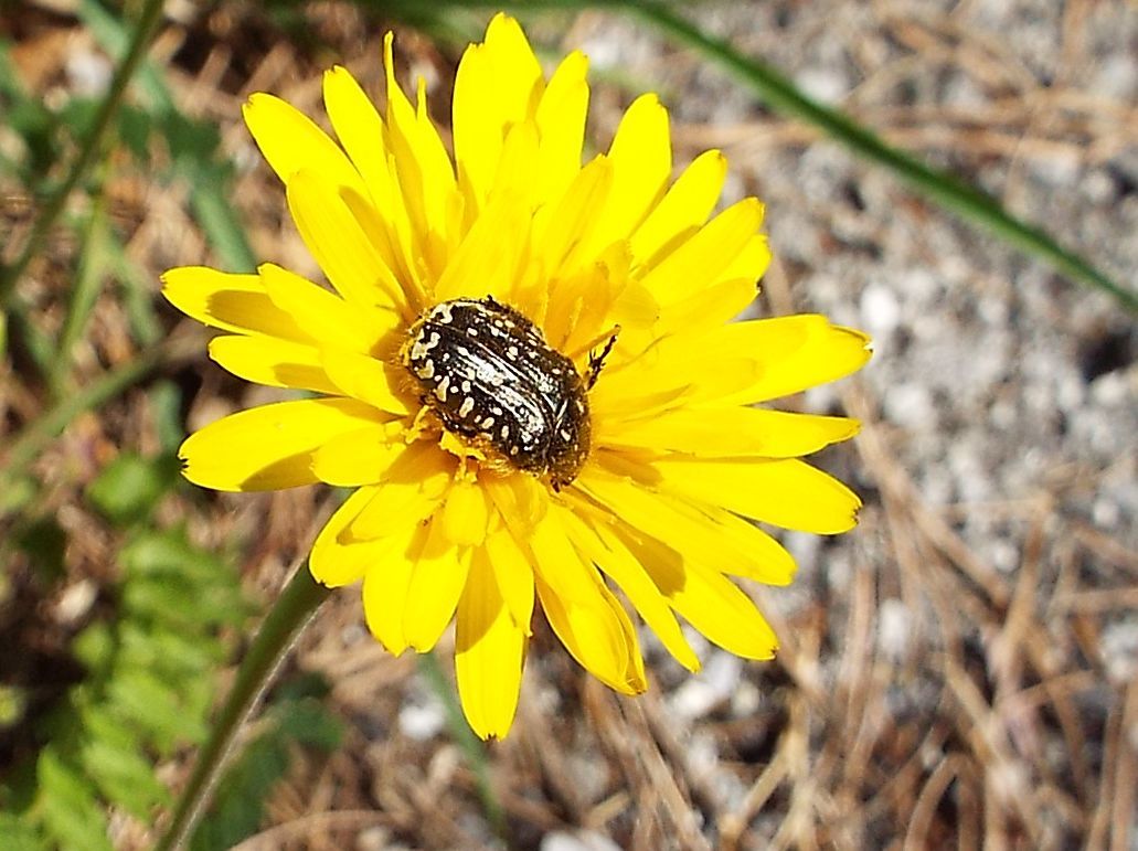 Oxythyrea funesta (Cetoniidae) che si crede...un''ape