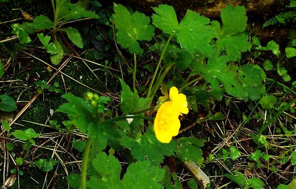 Ranuncolo da identificare