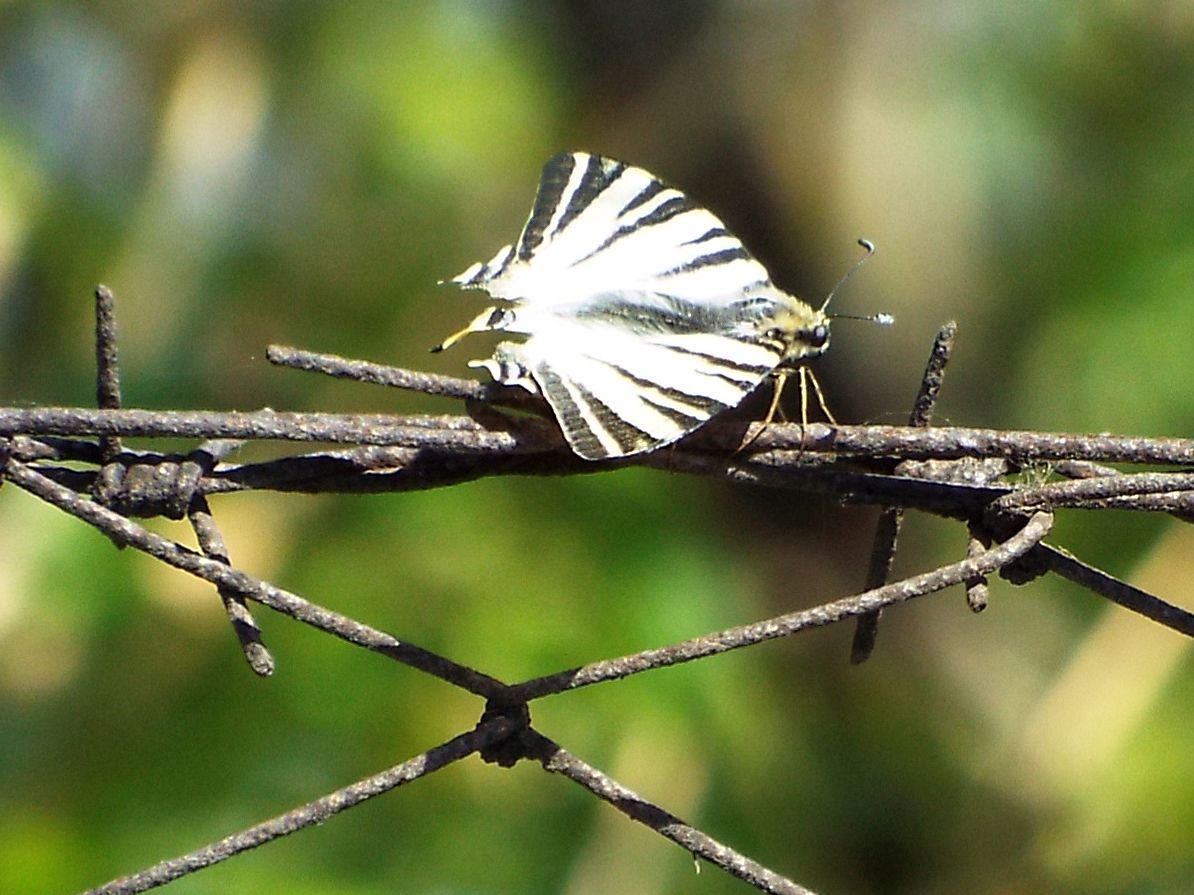 Iphiclides podalirius su strano posatoio