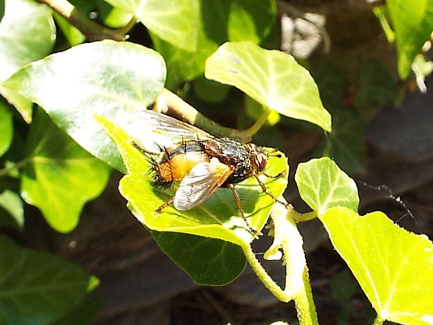 Tachinidae: Tachina fera, maschio