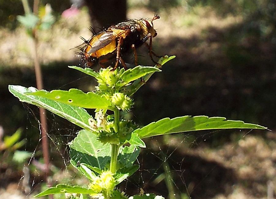 Tachinidae: Tachina fera, maschio